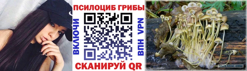 Галлюциногенные грибы Cubensis  купить   блэк спрут tor  Медногорск 
